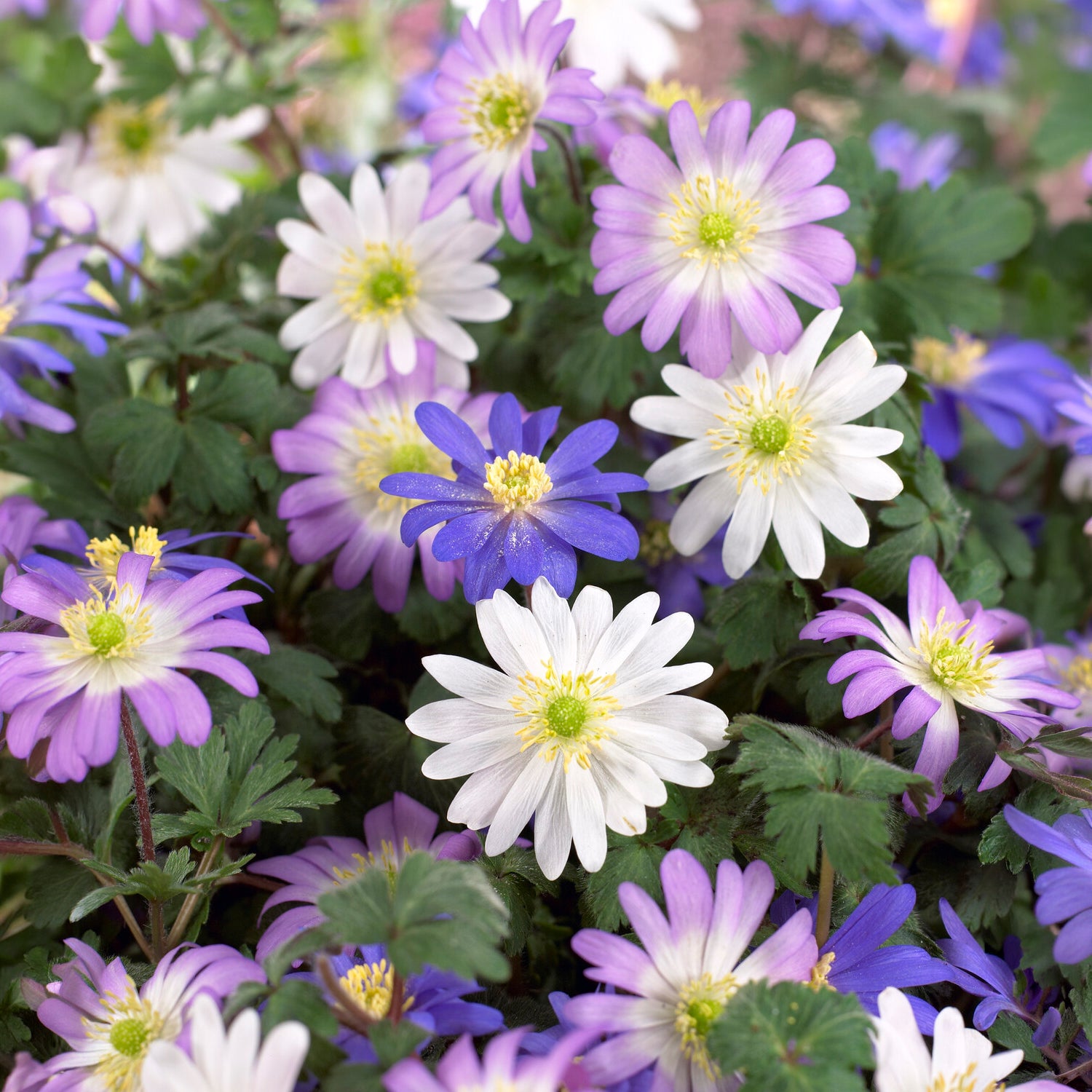 Anemone blanda Mischung -  - Bakker