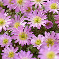 Anemone Pink Star -  - Bakker