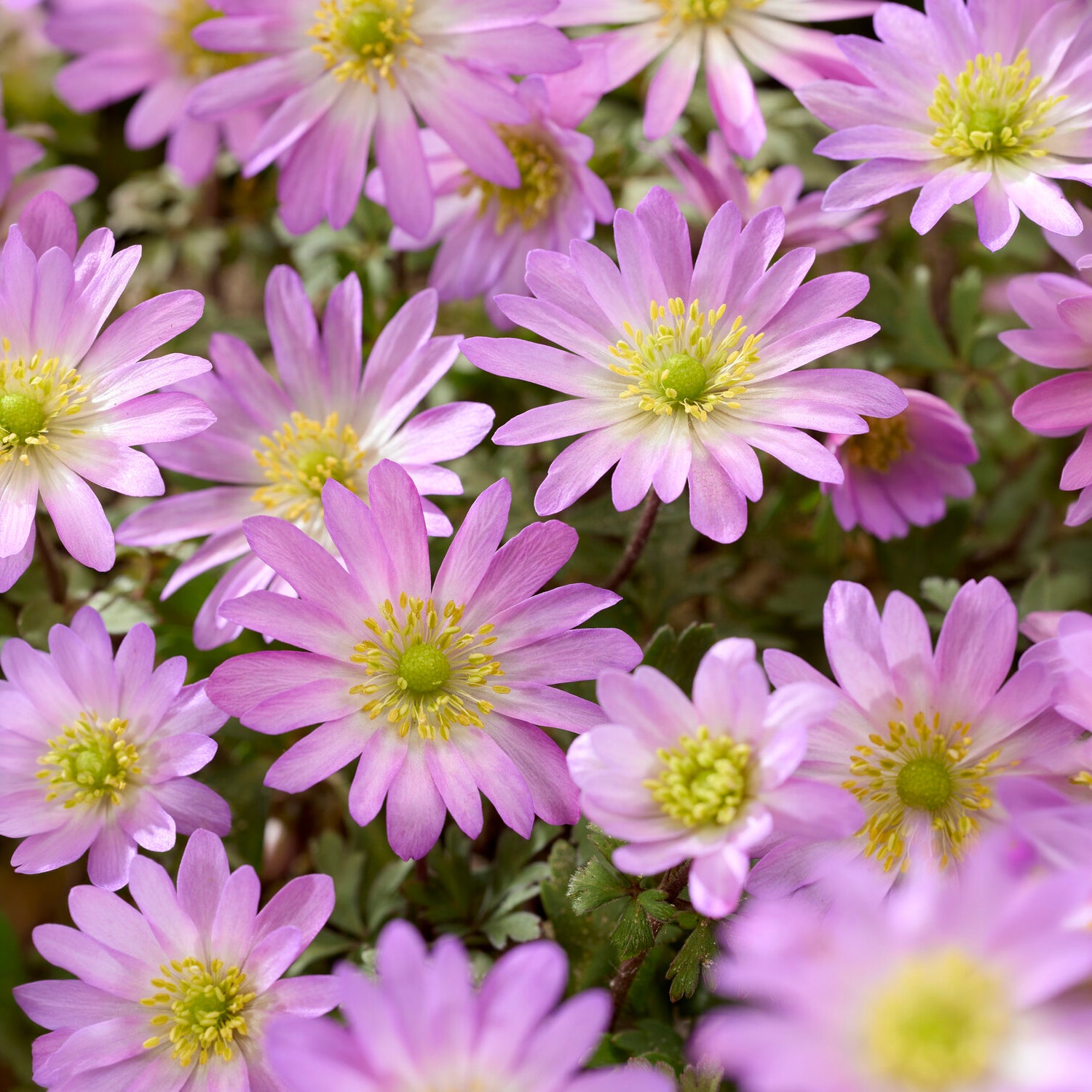 Anemone Pink Star -  - Bakker