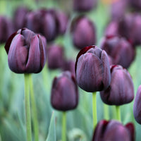 Tulpe Queen of Night - Bakker