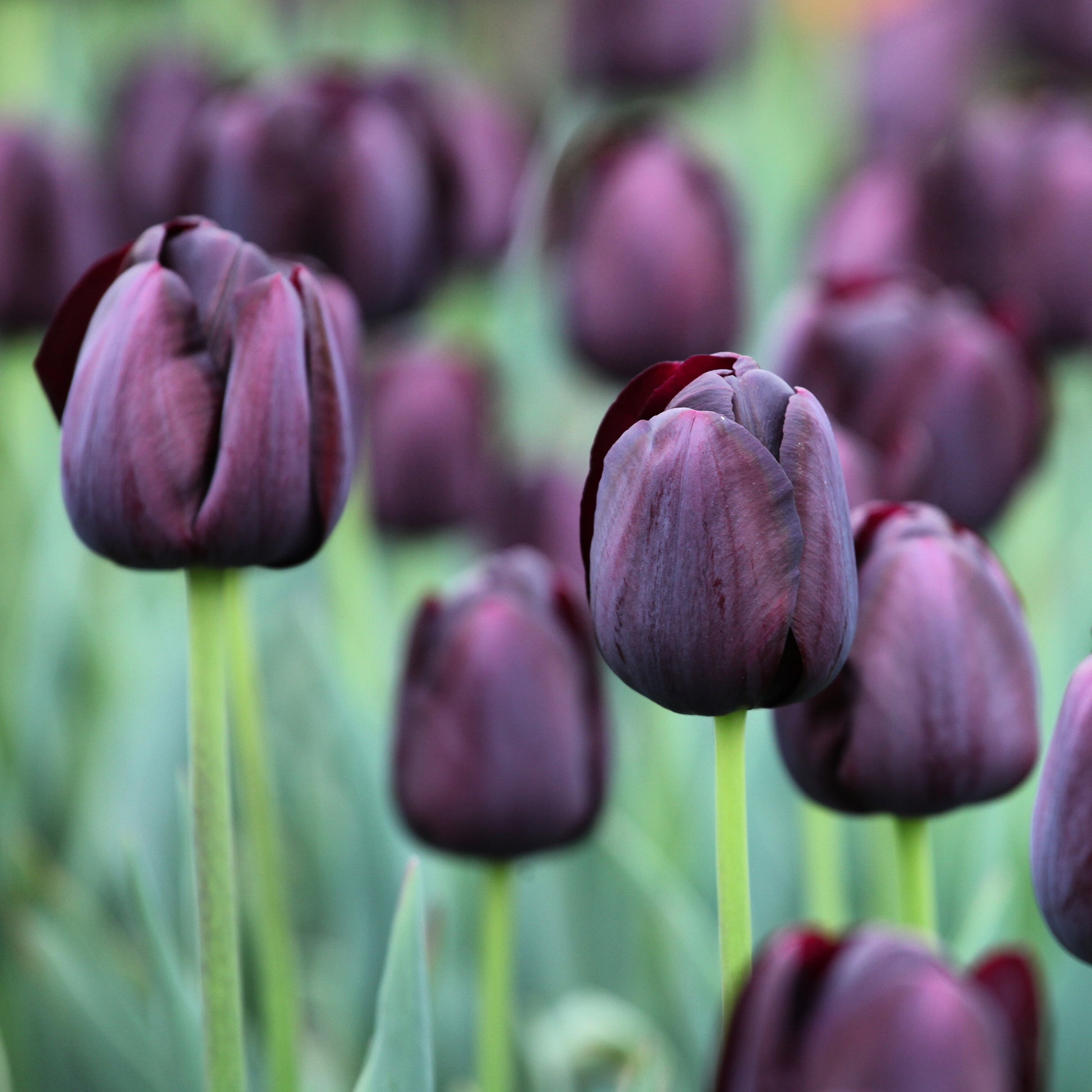 Tulpe Queen of Night - Bakker