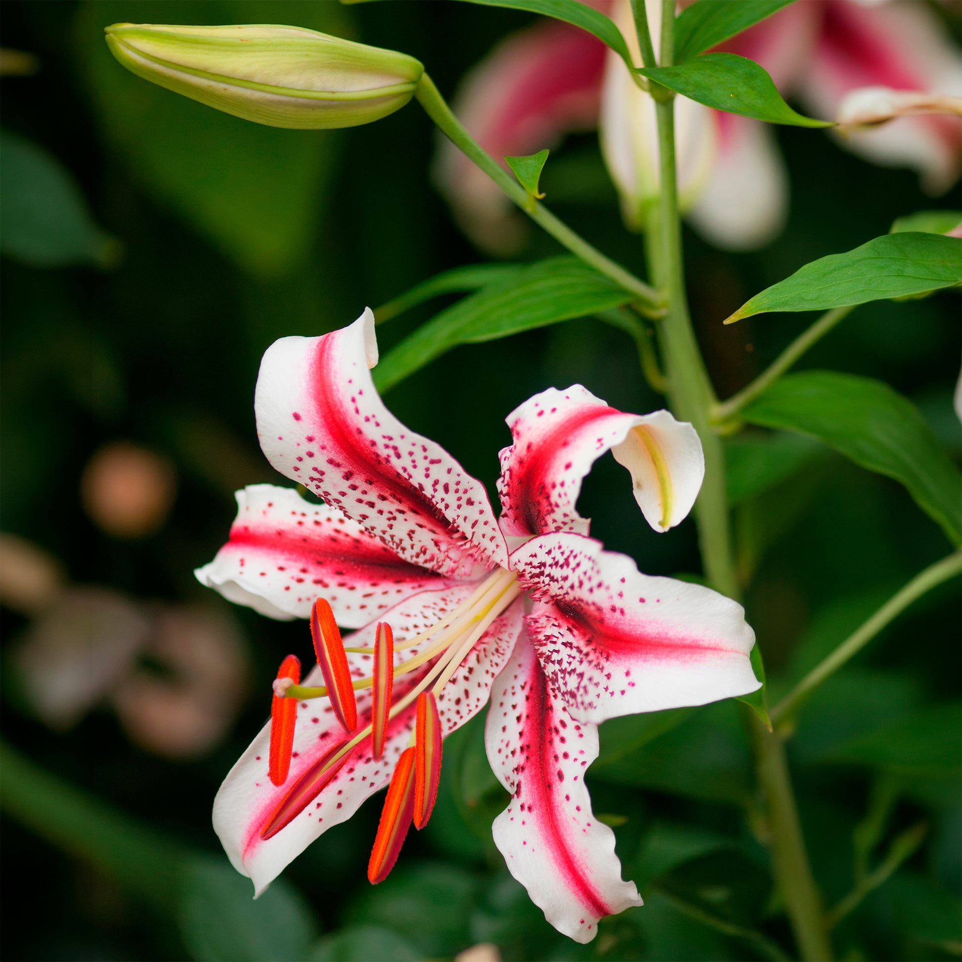 Lilium orientalis Dizzy, Muscadet, Gold Party - Trio duftende orientalische Lilien - Lilien-Zwiebeln