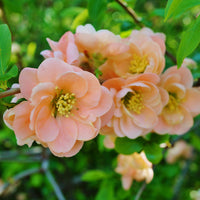 Japanische Zierquitte Geisha Girl - Chaenomeles speciosa Geisha Girl - Bakker