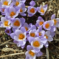 Zwiebelmix - 50 bienenfreundliche Blumenzwiebeln gelb und violett - Crocus Firefly, Romance, Iris Alida, Narcissus Tête à tête