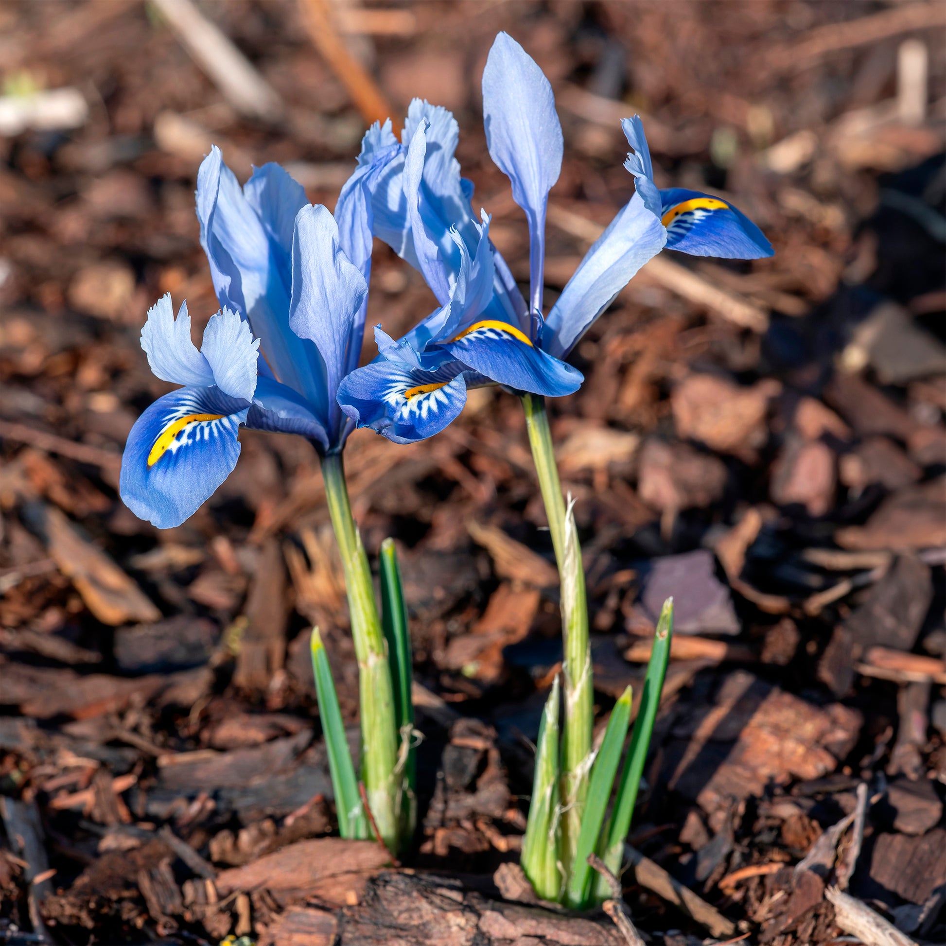 50 bienenfreundliche Blumenzwiebeln gelb und violett - Crocus Firefly, Romance, Iris Alida, Narcissus Tête à tête - Bakker