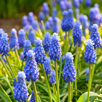 Crocus Flower Record, Muscari ameniacum, Iris Purple Hill, Hyacinth Woodstock, Scilla siberica alba - 50 bienenfreundliche Blumenzwiebeln violett und weiß - Zwiebelmix