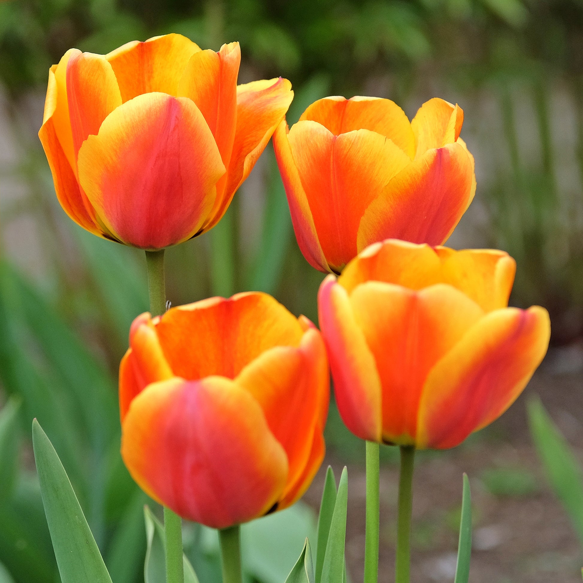 Narcissus, Tulipa Purple Priince, Van Eijk, Apeldoorn's Elite - Frühlingsblumenzwiebeln für Regenbogenbeet - Zwiebelmix