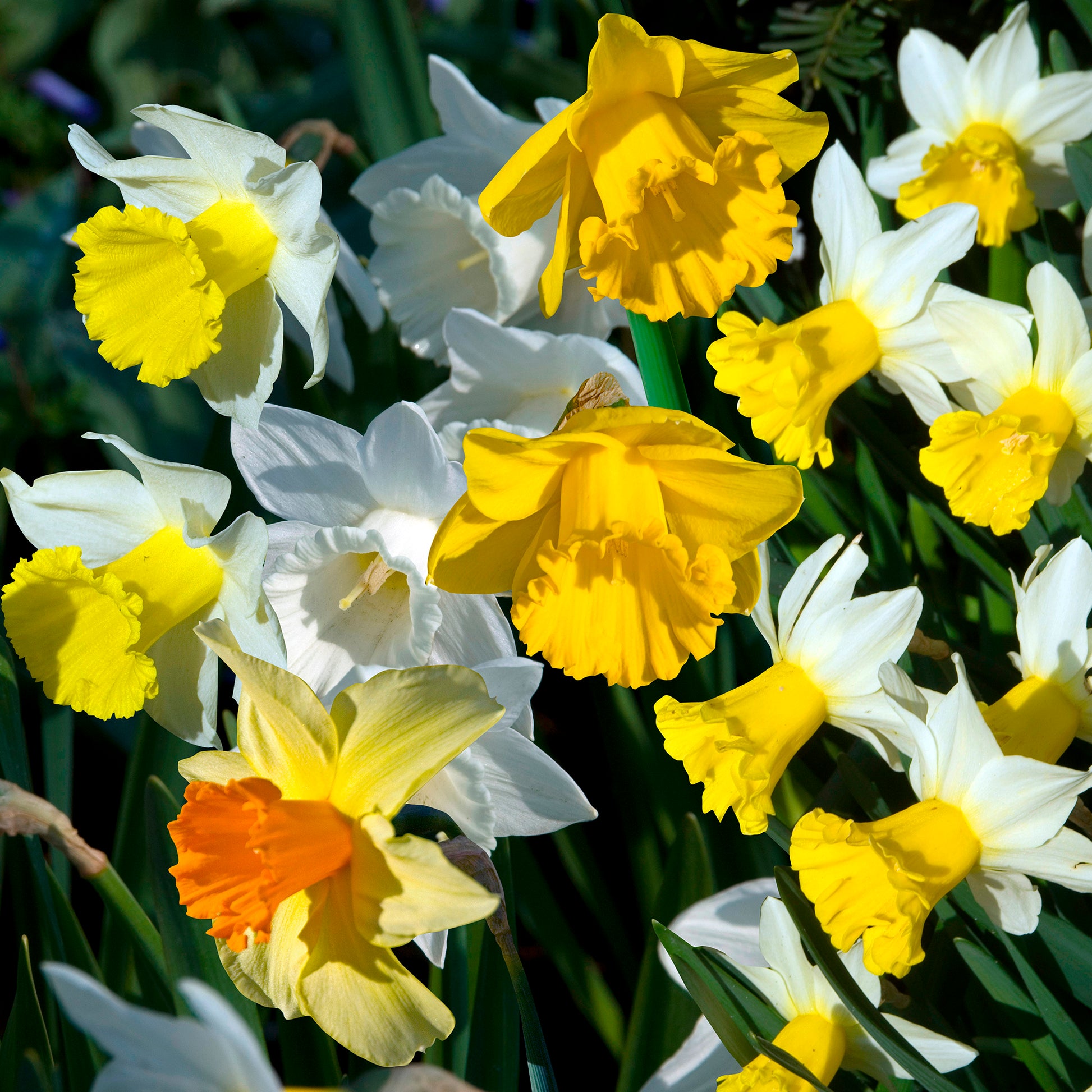 Zwiebelmix - Frühlingsblumenzwiebeln für Regenbogenbeet - Narcissus, Tulipa Purple Priince, Van Eijk, Apeldoorn's Elite