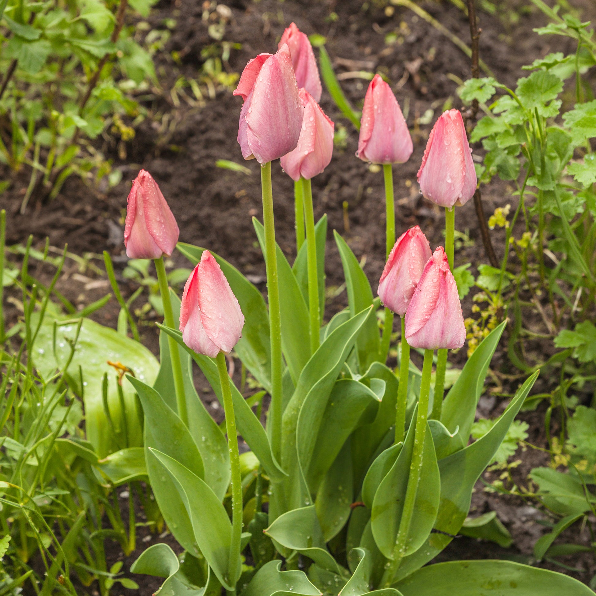 Verkauf Frühlingsblumenzwiebeln für Regenbogenbeet - Narcissus, Tulipa Purple Priince, Van Eijk, Apeldoorn's Elite