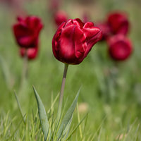 Verkauf Frühlingsblumenzwiebeln für rot-weißes Beet