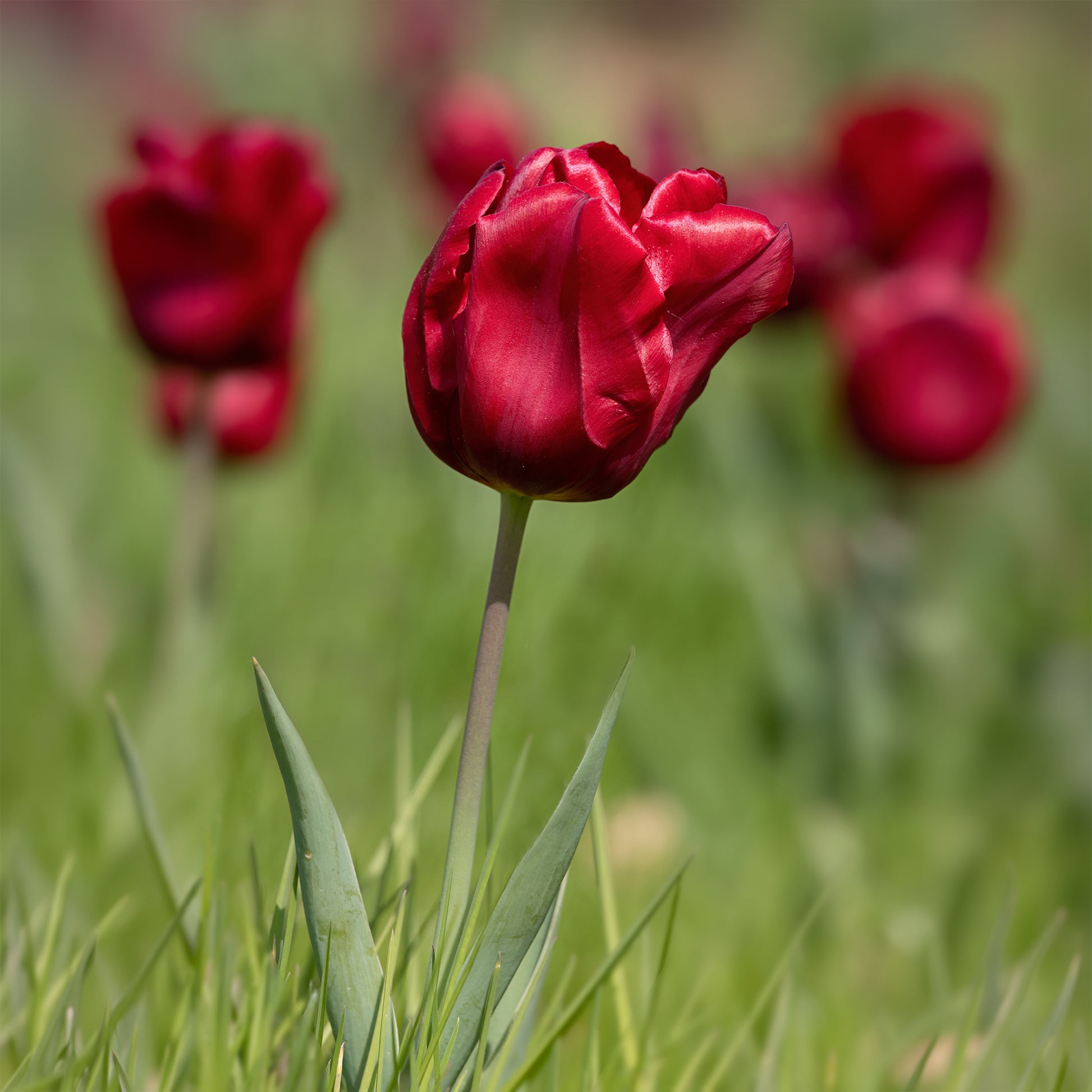 Verkauf Frühlingsblumenzwiebeln für rot-weißes Beet