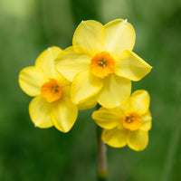 Tulipa Orange Breeze, Blushing Apeldorn, Appeldorn's Elite, Narcissus Martinette - Frühlingsblumenzwiebeln für gelb-oranges Beet - Zwiebelmix