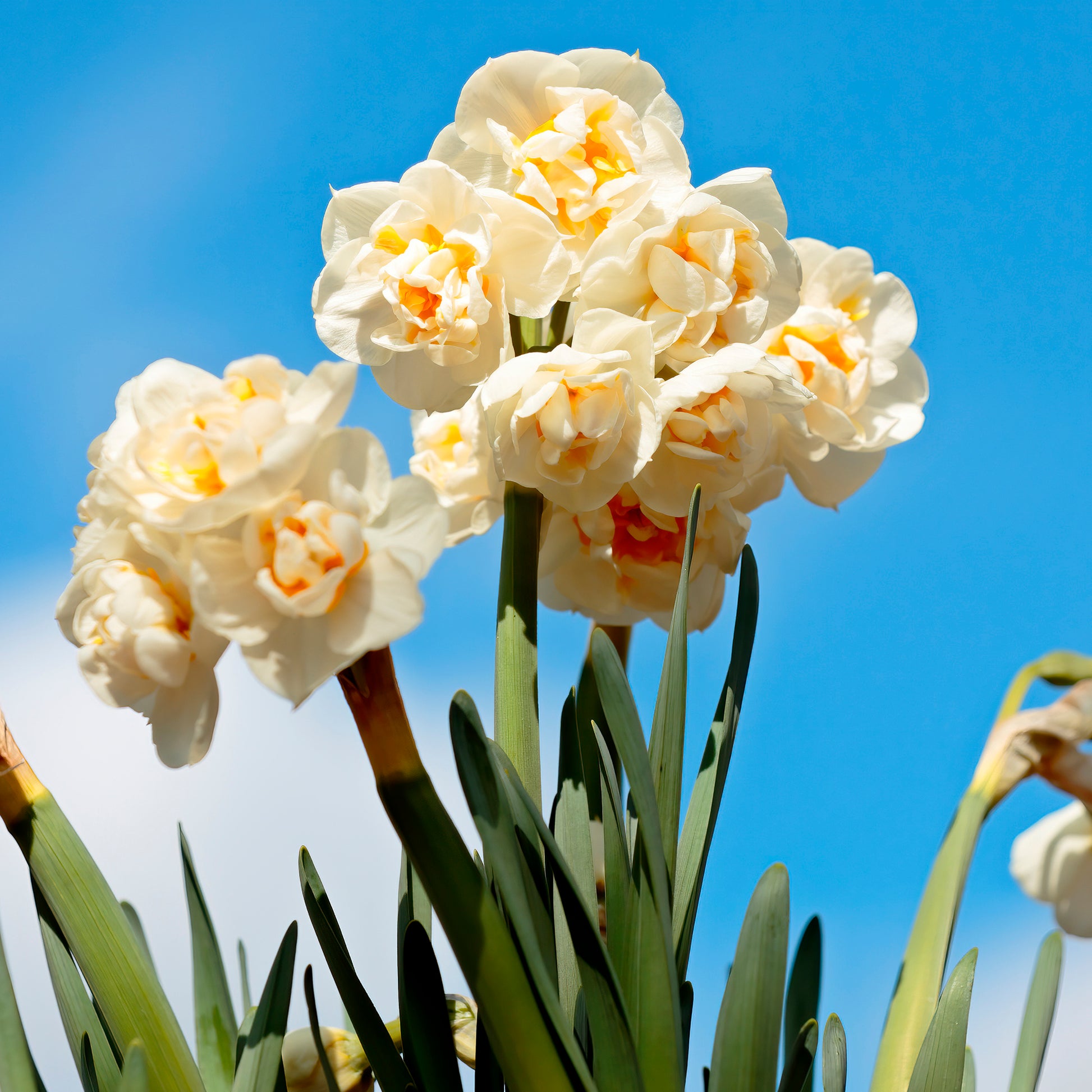 Tulipa Van Eijk, Narcissus Bridal Crown - Tulpe Van Eijk & Narzisse Bridal Crown - Tulpen-Zwiebeln