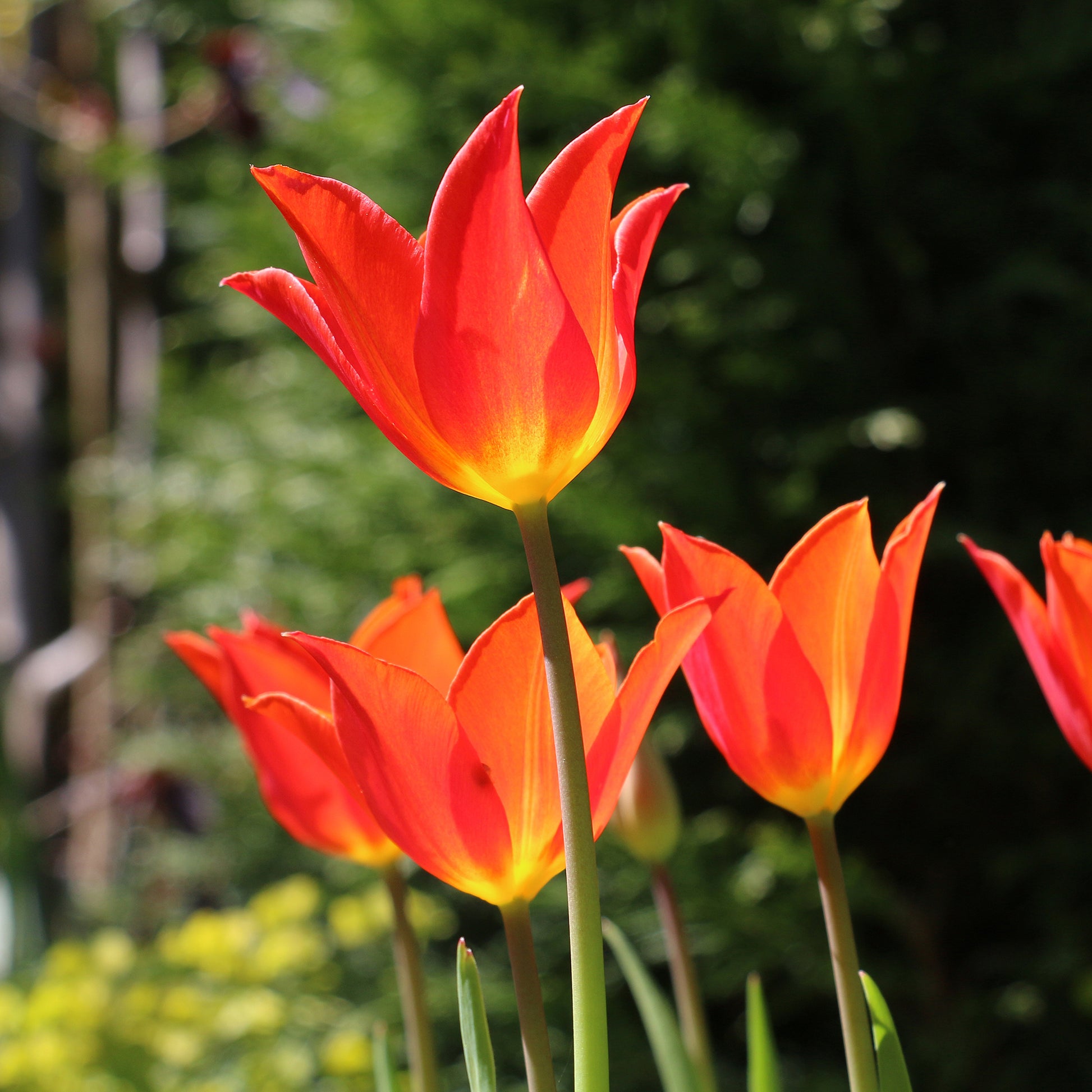 Tulpe Ballerina -  - Bakker