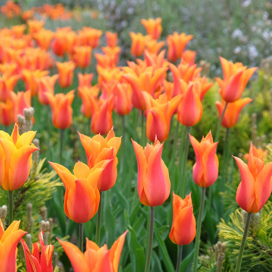 Tulpe Ballerina - Bakker