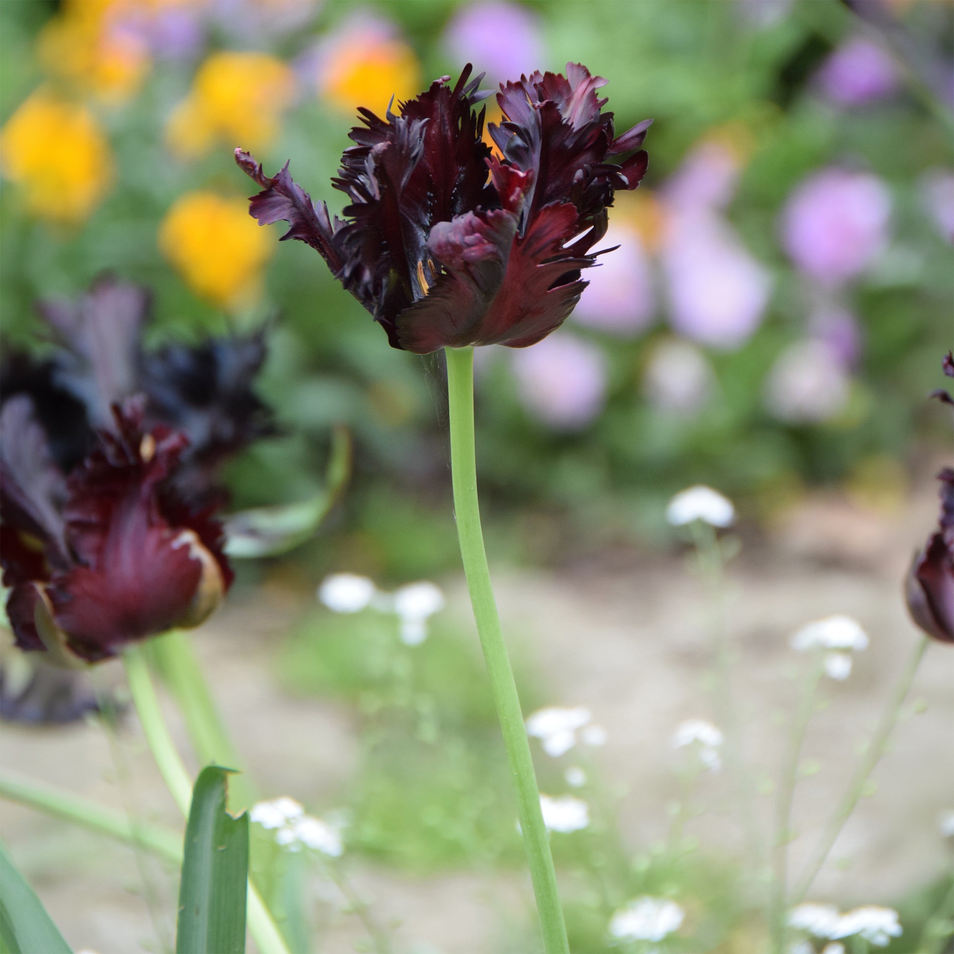 Tulpe Black Parrot -  - Bakker