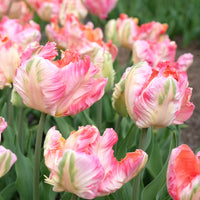 Tulipa Pink Vision - Papageien-Tulpe Pink Vision - Tulpen-Zwiebeln