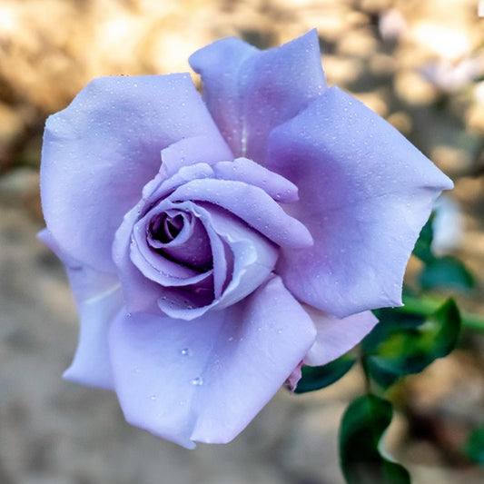 Rose ‘Blue Moon’ - Bakker