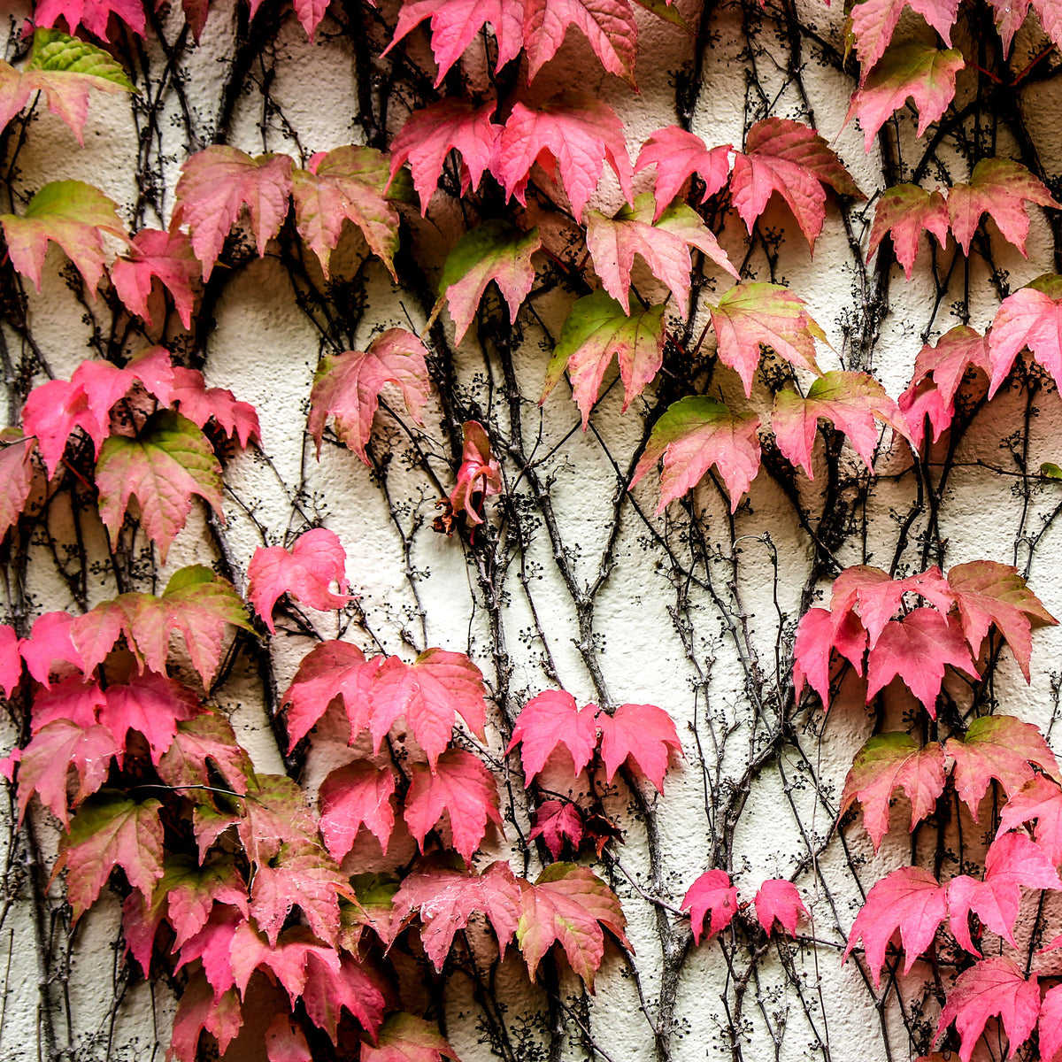Verkauf Jungfernrebe - Parthenocissus tricuspidata Veitchii