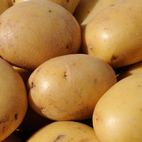 Kartoffeln Caesar (x25) - Solanum tuberosum caesar - Gemüse