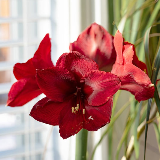 Amaryllis - Bakker
