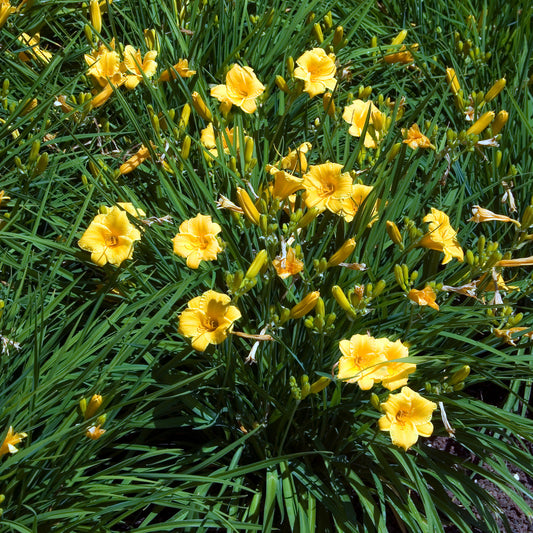 Taglilie Stella de Oro - Bakker