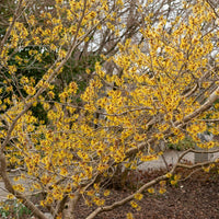 Zaubernuss - Hamamelis mollis - Bakker