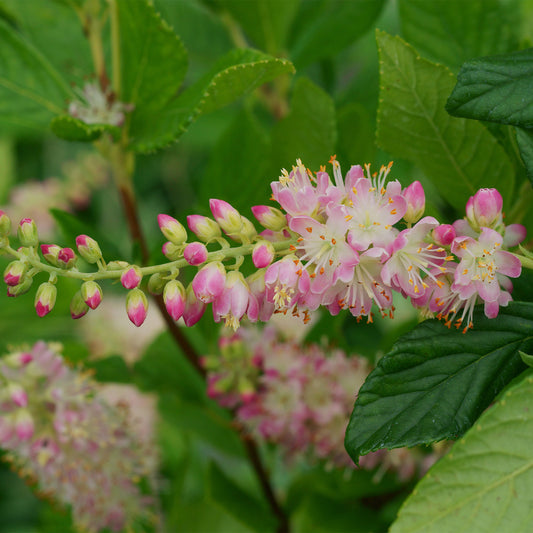 Silberkerzenstrauch Pink Spire - Clethra alnifolia pink spire - Gartenpflanzen