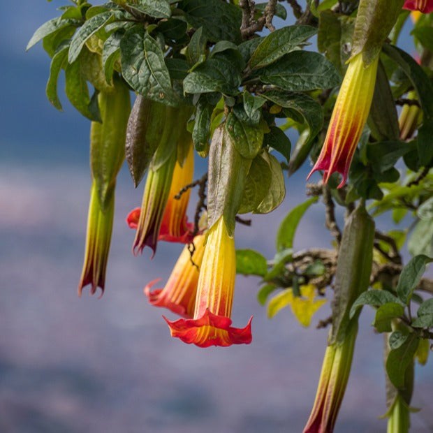 Brugmansia-Sammlung: Rot und Gold, Gelb, Rosa. (x3) - Brugmansia - Terrasse balkon