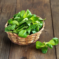 Valerianella locusta verte d'etampes - Feldsalat Etampes - Samen für Salate