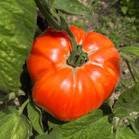 Tomate Beefsteak - Solanum lycopersicum beefsteak - Tomaten