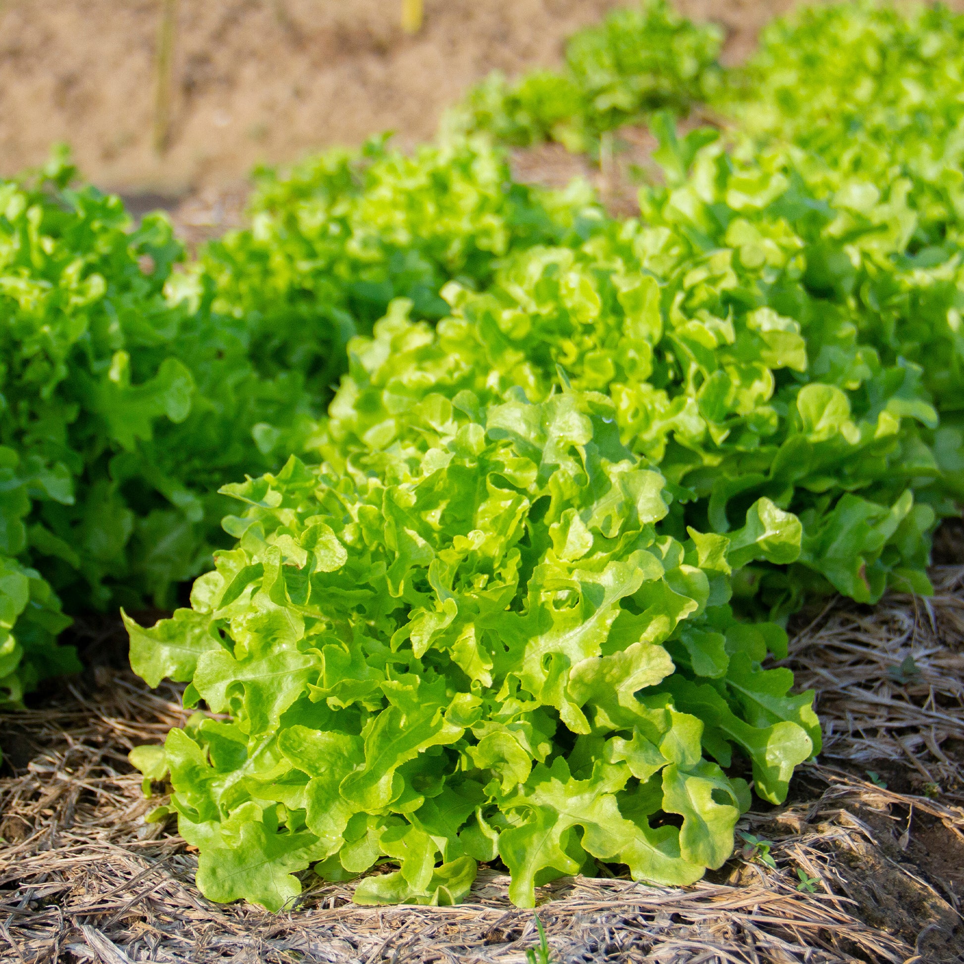 Schnittsalat Mischung (Eichblatt, Lollo Rossa, Red Sala) - Collection salades à couper : Feuille de chêne, Lollo rossa, Red sala - Gemüsegarten