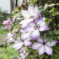 Waldrebe Fond Memories - Clematis florida fond memories - Bakker