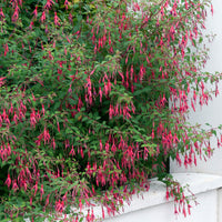 Fuchsien Riccartoniii - Fuchsien - Bakker