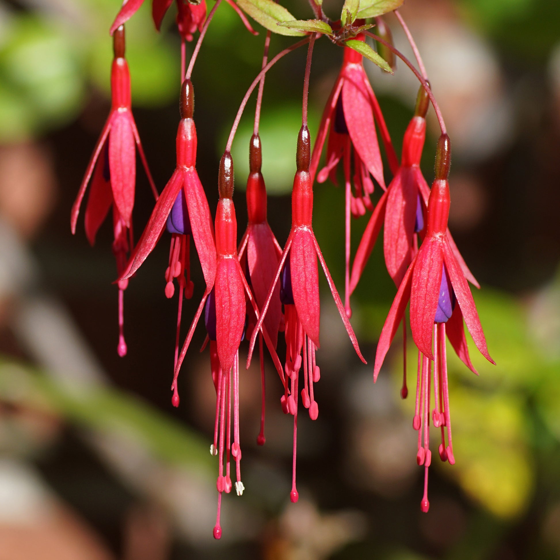 Fuchsien Riccartoniii - Fuchsia magellanica riccartonii - Terrasse balkon