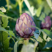 Artischocke Violet de Provence - Cynara cardunculus scolymus Violet de Provence - Bakker