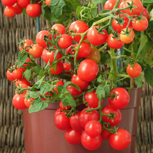 Tomate Minibel - Lycopersicon lycopersicum minibel - Gemüsegarten