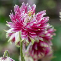 Garten-Akelei Nora Barlow - Bakker