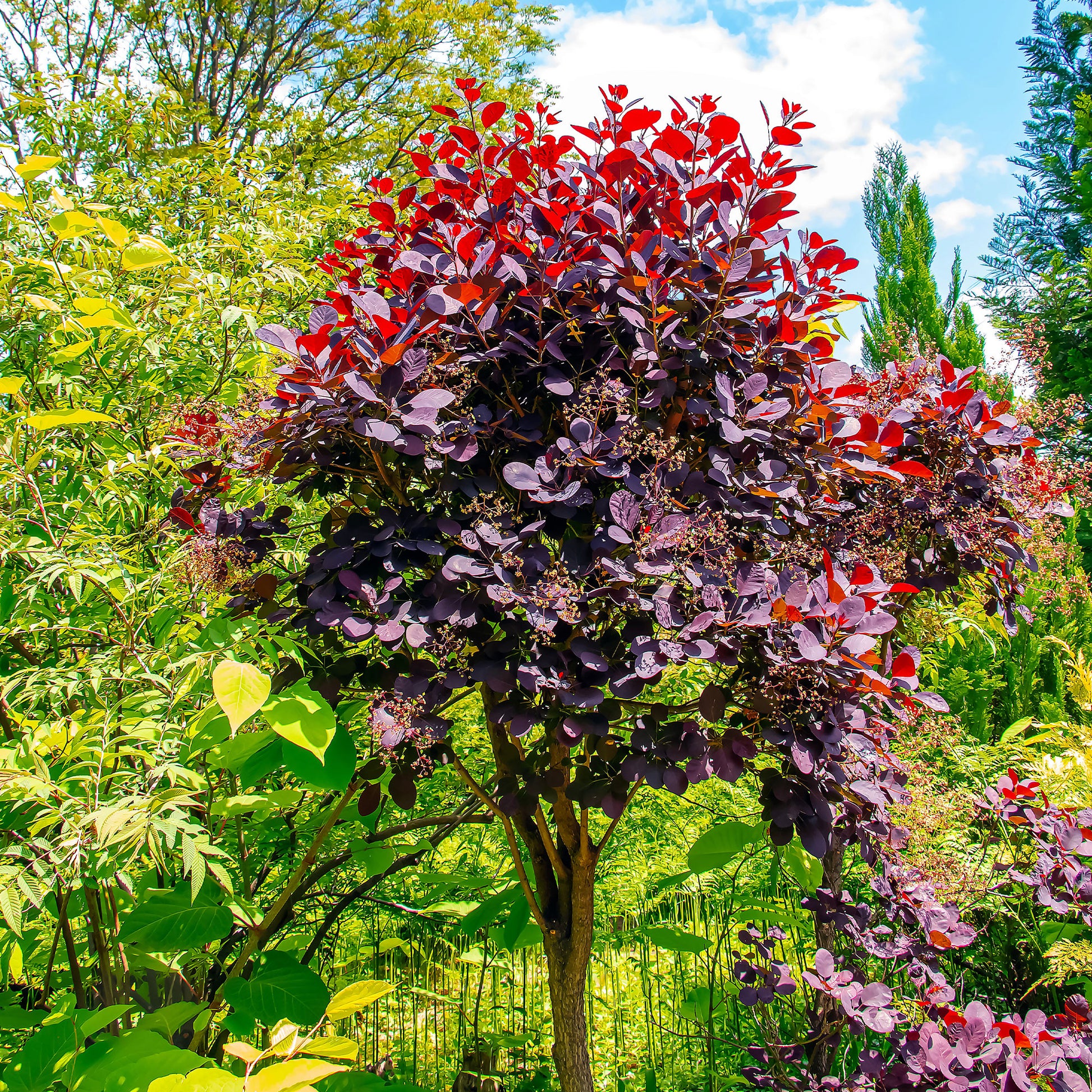 Perückenstrauch Cotinus 'Royal Purple' - Cotinus coggygria royal purple - Sträucher und Stauden