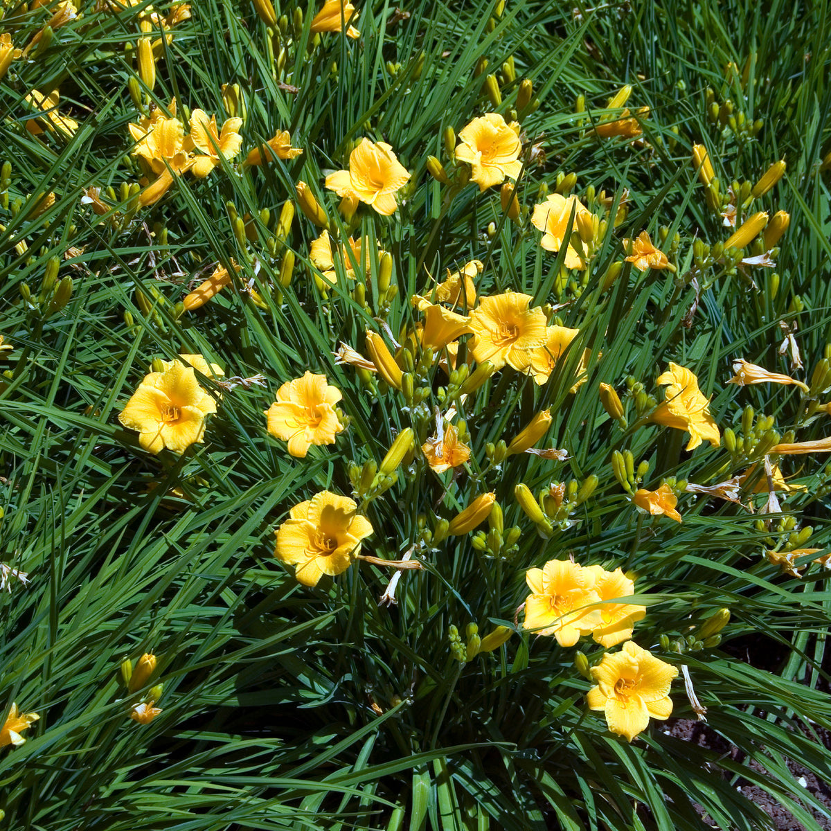 Blühende Stauden - Stauden-Kollektion mit gelber Blüte (x11) - Solidago luteus, alchemilla mollis, hemerocallis stella de oro