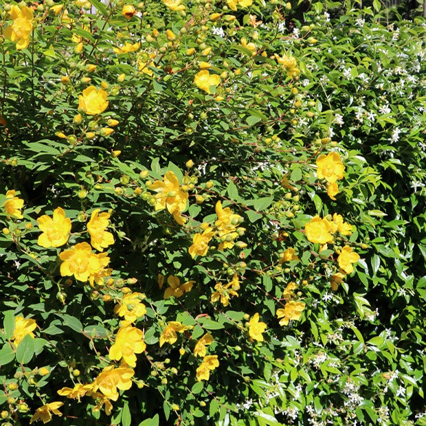 Johanniskraut Hidcote - Hypericum hidcote - Gartenpflanzen