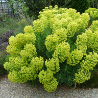 Wolfsmilch Kaktus - Euphorbia characias ssp. Wulfenii - Bakker