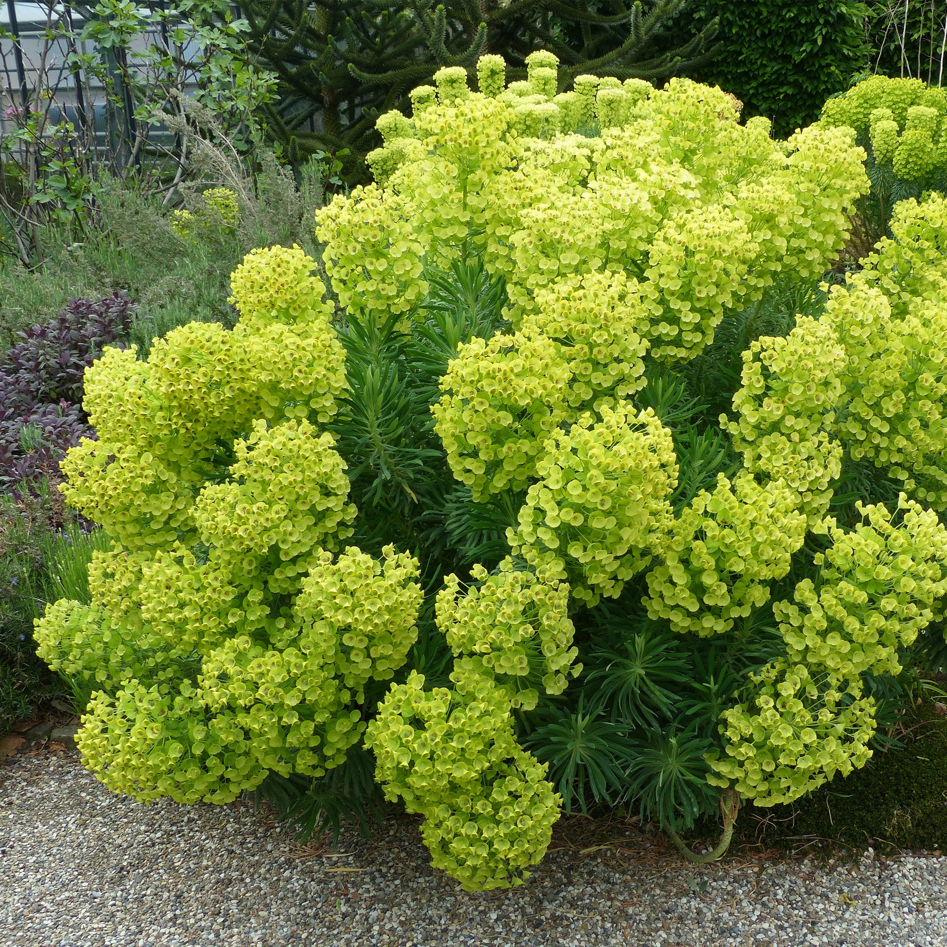 Wolfsmilch Kaktus - Euphorbia characias ssp. wulfenii - Gartenpflanzen