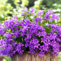 Verkauf Mauer-Glockenblume - Campanula portenschlagiana