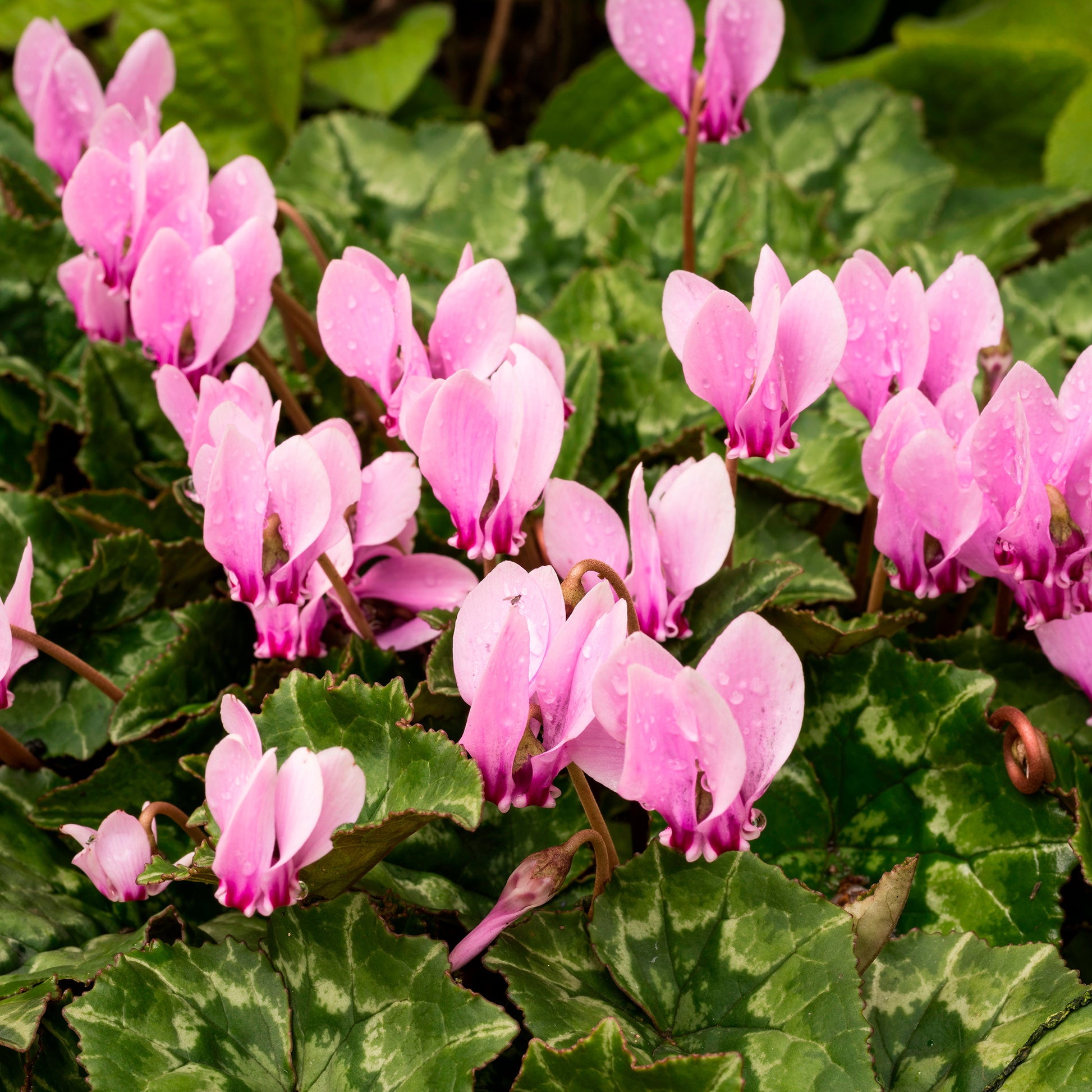 Alpenveilchen rosa (x3) - Bakker