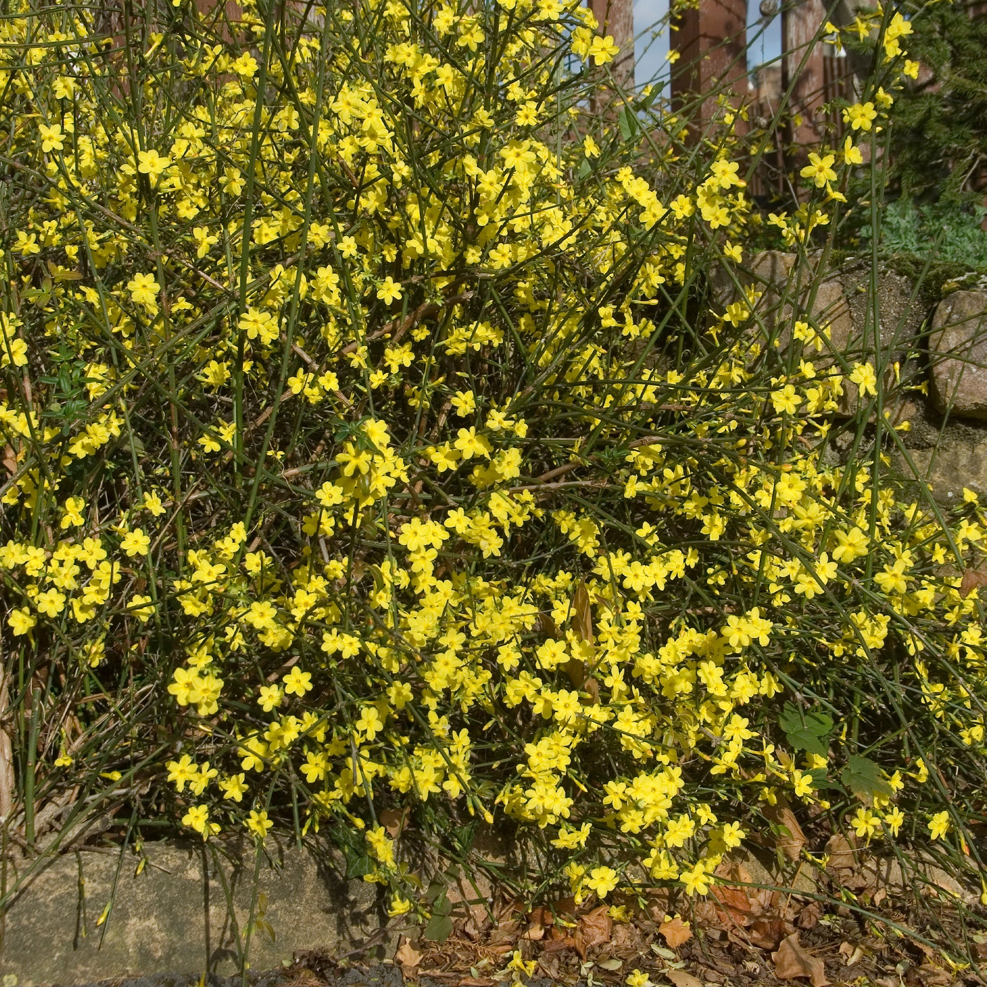 Verkauf Winterjasmin - Kletterpflanzen