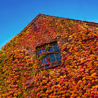 Kletterpflanzen - Jungfernrebe - Parthenocissus tricuspidata veitchii