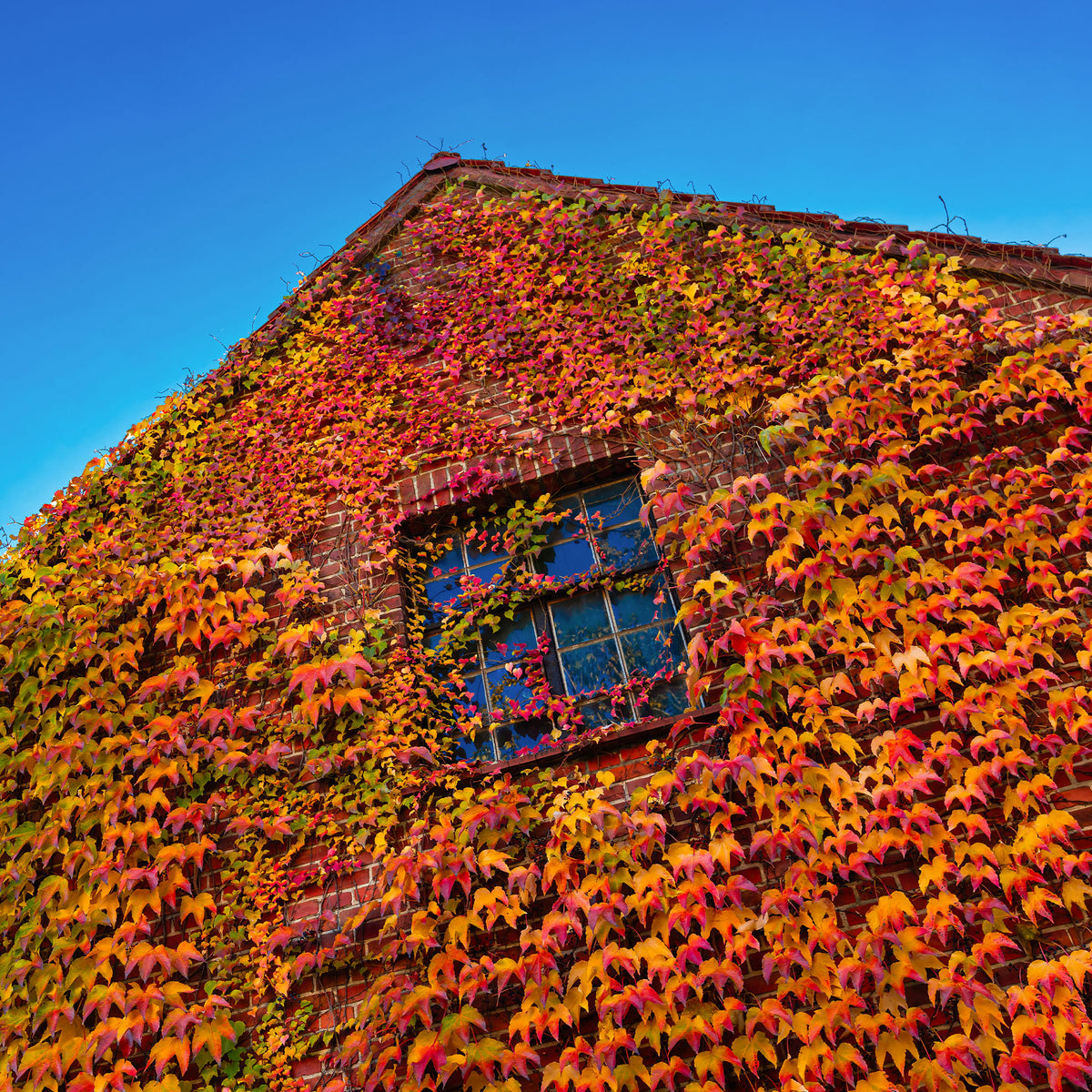 Kletterpflanzen - Jungfernrebe - Parthenocissus tricuspidata Veitchii