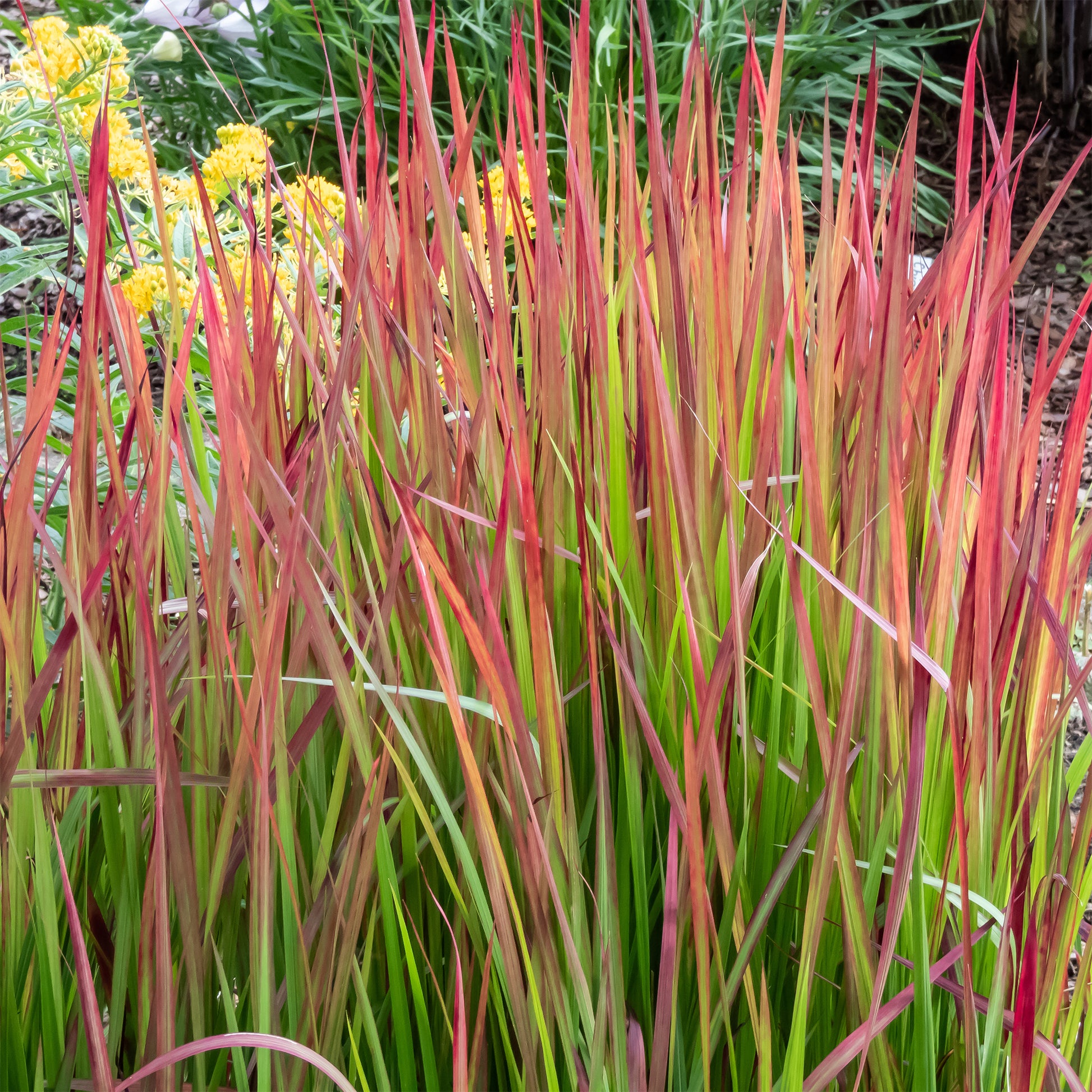 Japanisches Blutgras 'Red Baron' (x2) - Bakker