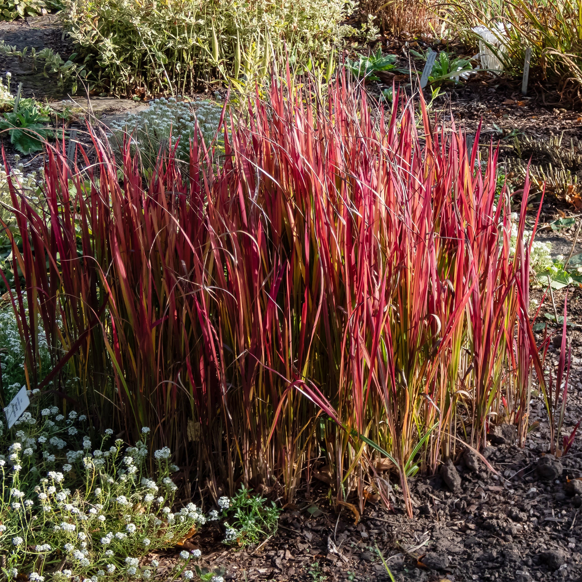 Gräser - Japanisches Blutgras 'Red Baron' (x2) - Imperata cylindrica red baron
